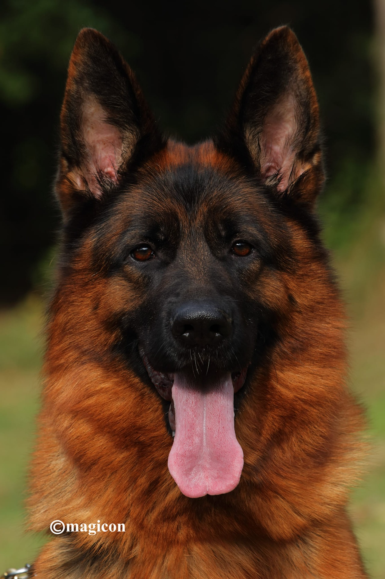 Vaya vom Twickelland